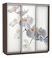 мебель Шкаф-купе Экспресс Фото 3 Белая орхидея