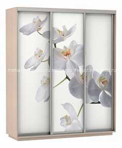 Шкаф-купе Экспресс Фото 3 Белая орхидея