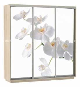 мебель Шкаф-купе Экспресс Фото 3 Белая орхидея